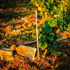 Plantation de la vigne de Sauvagny.